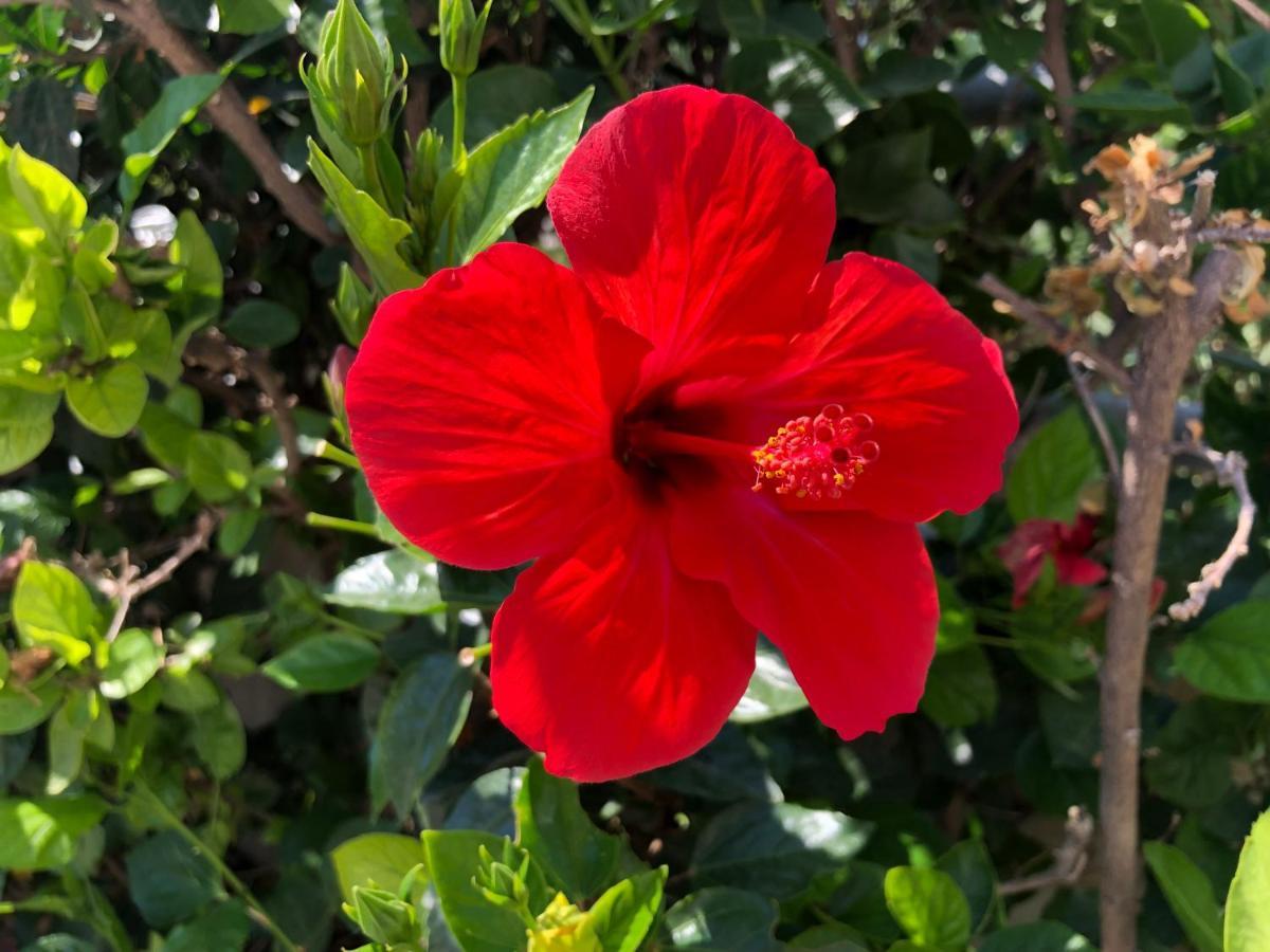 Red Hibiscus Stegna