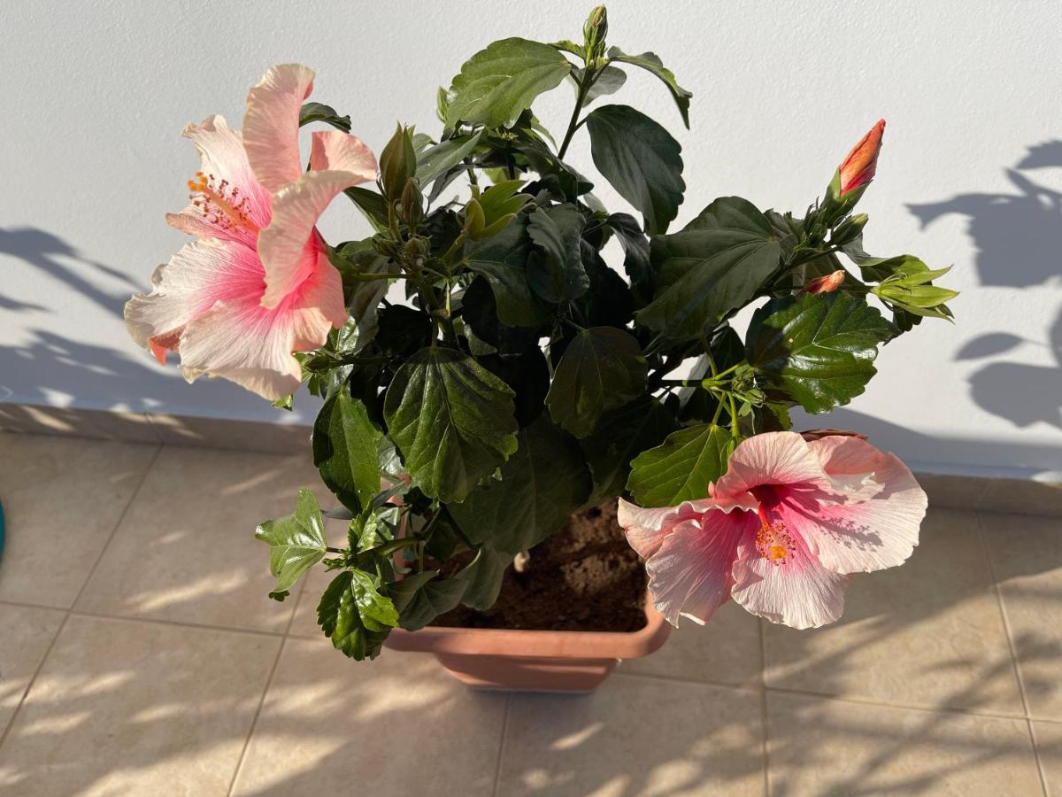 Red Hibiscus Stegna