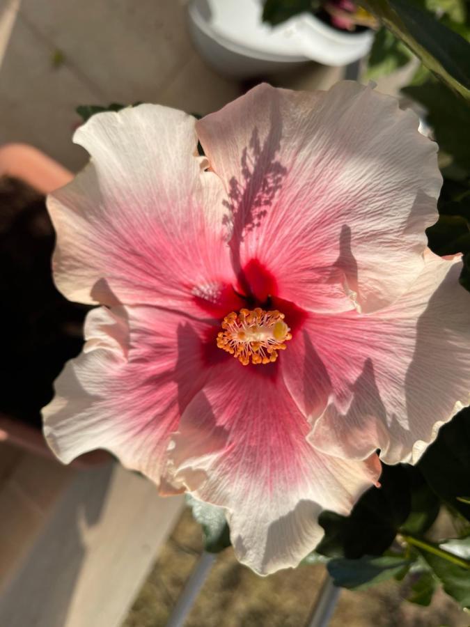 Red Hibiscus Stegna * Archangelos (Rhodes)