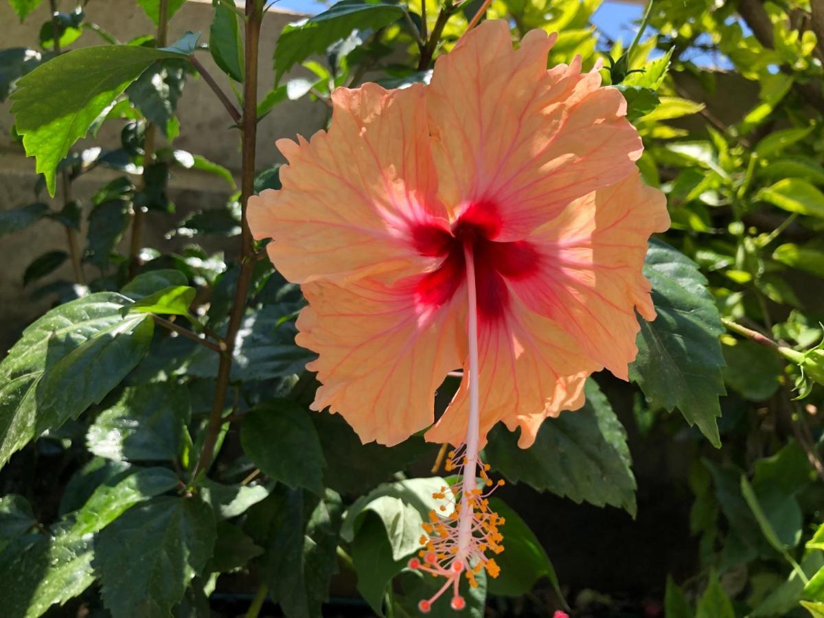 Red Hibiscus Stegna Country house