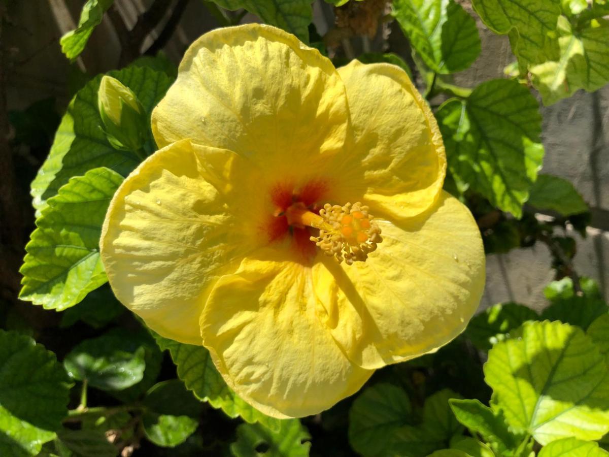 Red Hibiscus Stegna Country house *