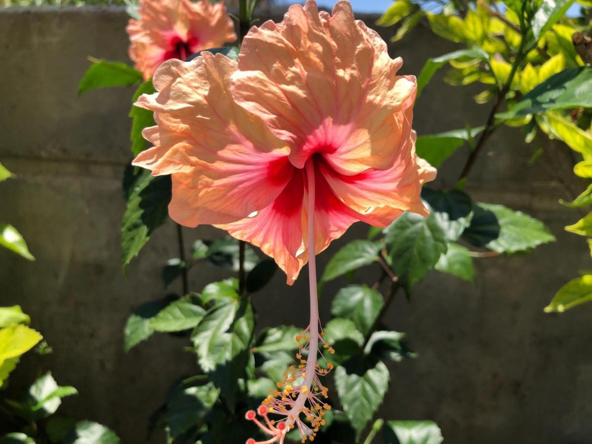 Red Hibiscus Stegna Country house *